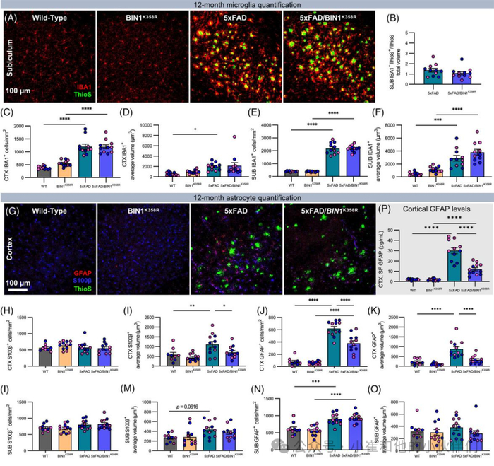 为了更深入地了解12个月大的5xfad/bin1k358r小鼠的胶质细胞变化,我们