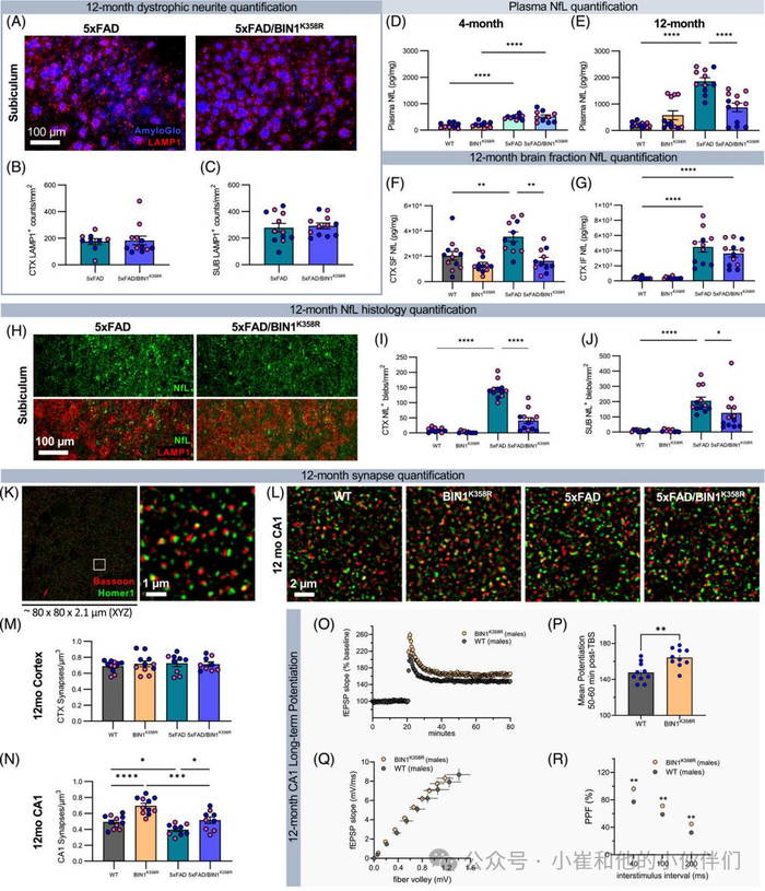 图7小 结作者的研究结果显示在模拟bin1k358r变异体的5xfad小鼠中