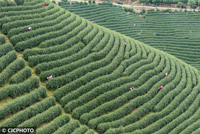 2024年3月23日,贵州省毕节市七星关区朱昌镇,茶农在大坡茶场采茶.