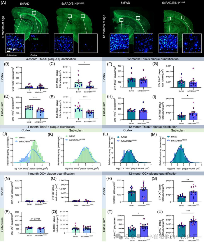 alzheimerdementiabin1突变抑制胶质细胞对aβ斑块的反应