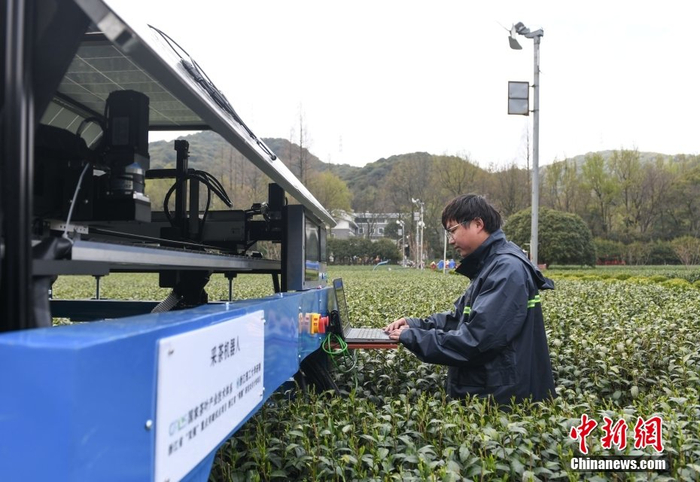 3月26日,智能采茶机器人在采摘西湖龙井茶.