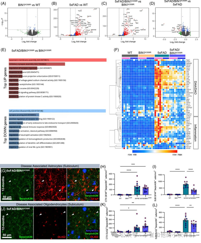 考虑到5xfad/bin1k358r小鼠中daa相关基因的减少,我们接下来探索了bin