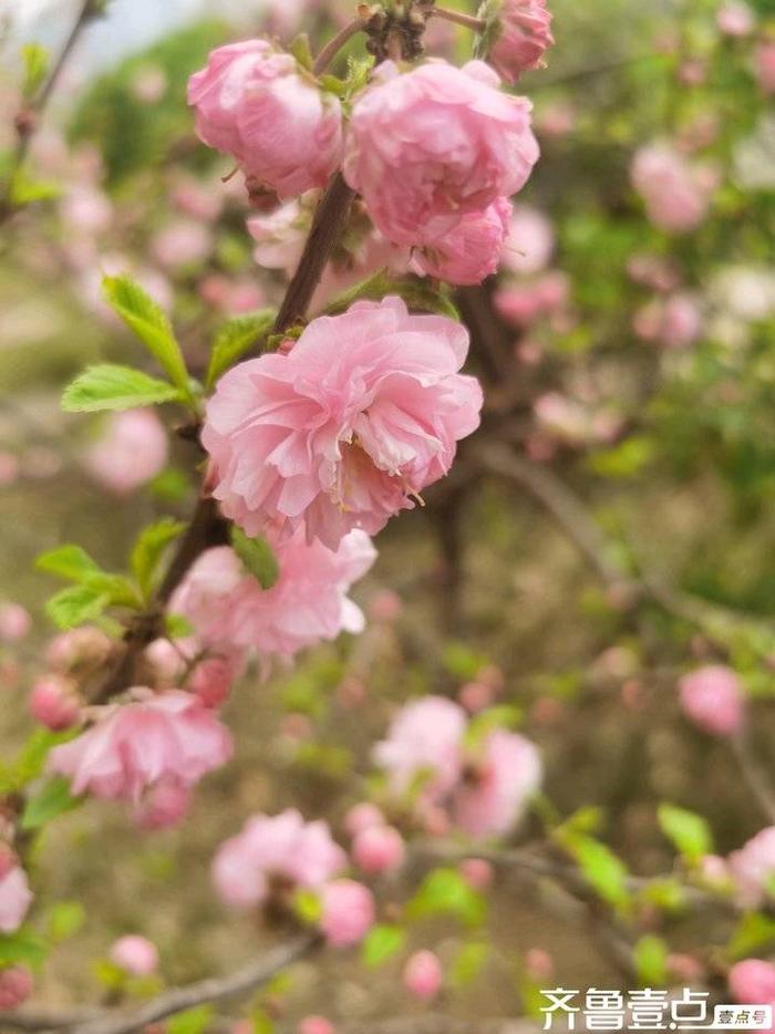 窗外的榆叶梅花开正艳