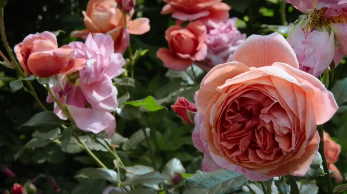 这样的张柏芝以后再也见不到了