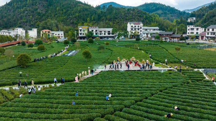 千年茶乡 品味遂川|江西摄影名家走进茶乡遂川|遂川