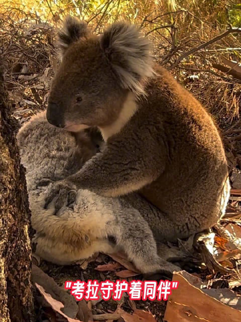 考拉救援机构接到求助到现场后发现树下有只雄考拉