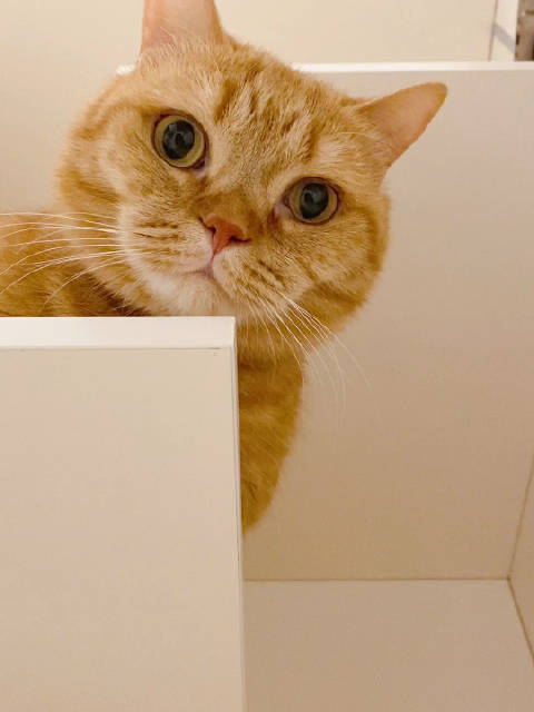 谁有办法能帮我劝劝这个小猫咪从上面下来呀?!_手机新浪网