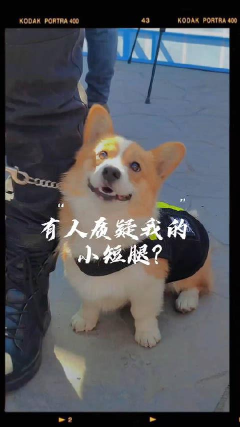 福仔听说有人质疑我的小短腿不能上车执行任务柯警福仔和它的战友们