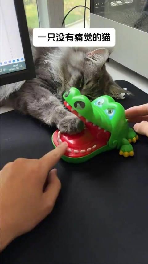 猫被鳄鱼玩具咬表情包图片