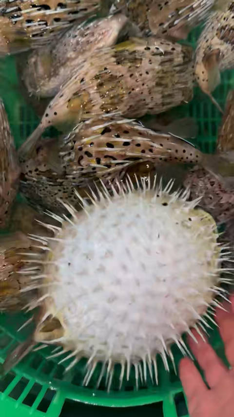 刺泡鱼看看这位涠洲岛大哥是怎么介绍的养胃养颜美容煮粥煮火锅