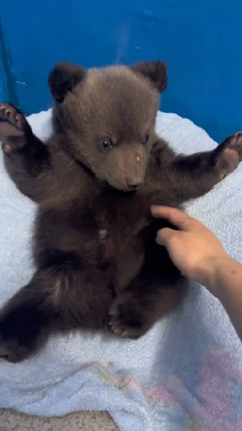 壮壮小盆友属实太懒了不是在睡就是在准备睡的路上