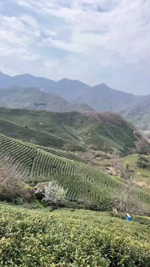 三月的信阳最美在茶山踏春赏景可不能错过啊
