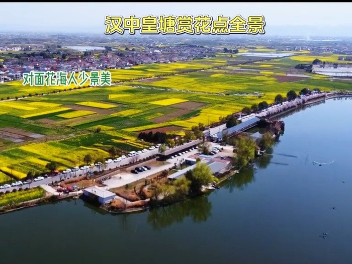 汉中油菜花海皇塘赏花点实拍----风车舞动的金色花海