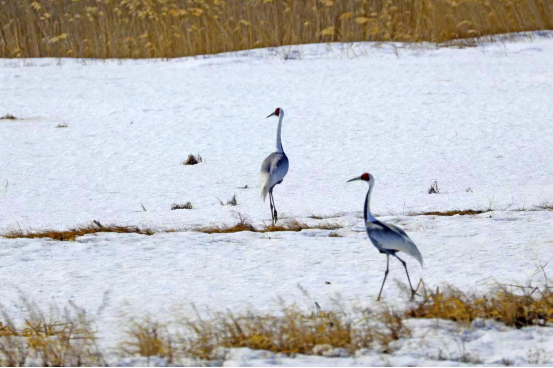 三环泡保护区迎来今年首批候鸟