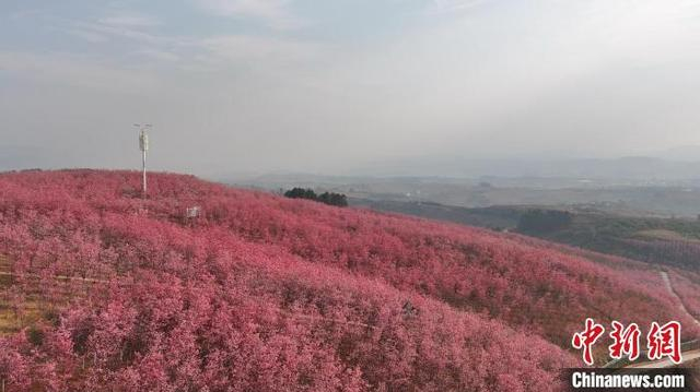图为宜良山后樱花谷樱花竞相绽放。冯锐摄