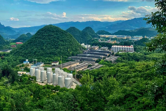 走进樱花掩映中的贵州醇酒厂酱香基酒生产现场,工人们有的在上甑,有的