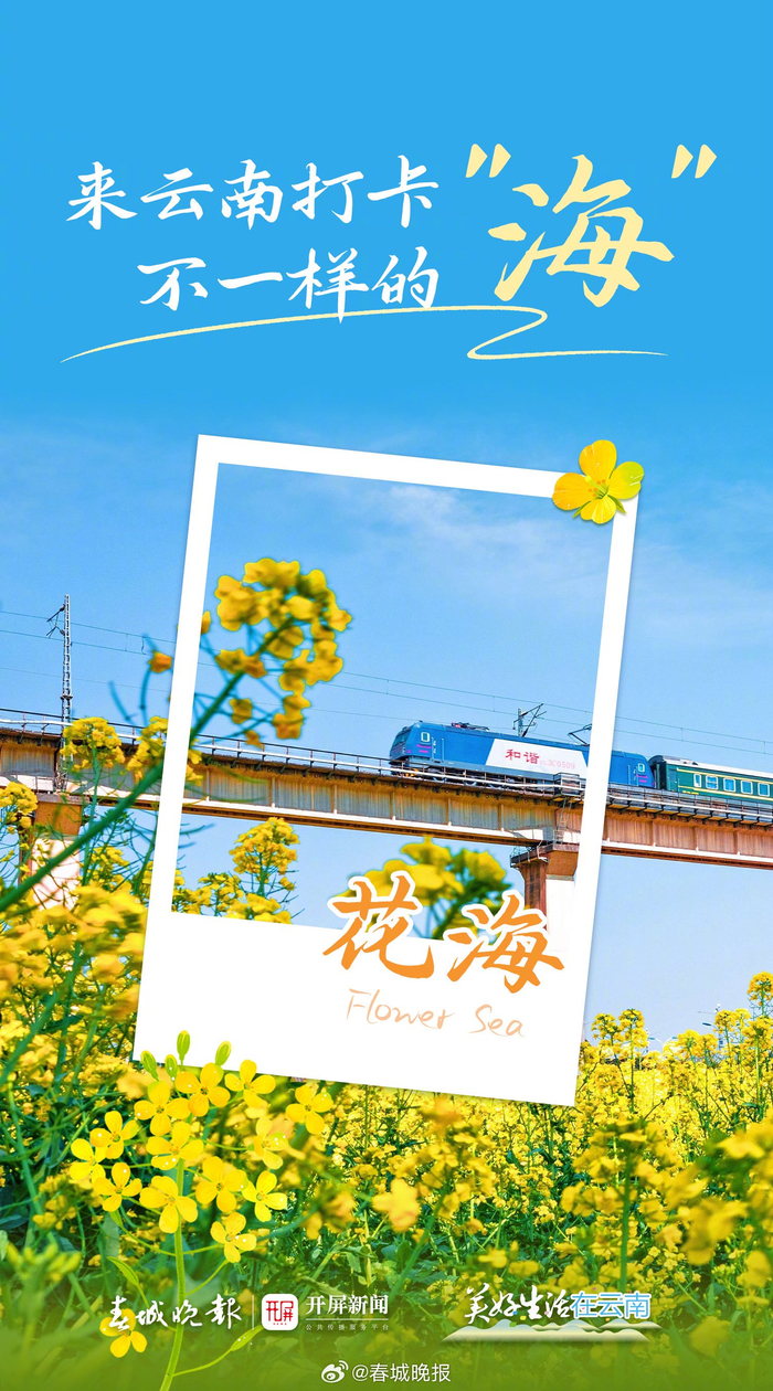 花香云岭,汇聚成海|云南|春城晚报|花海_新浪新闻