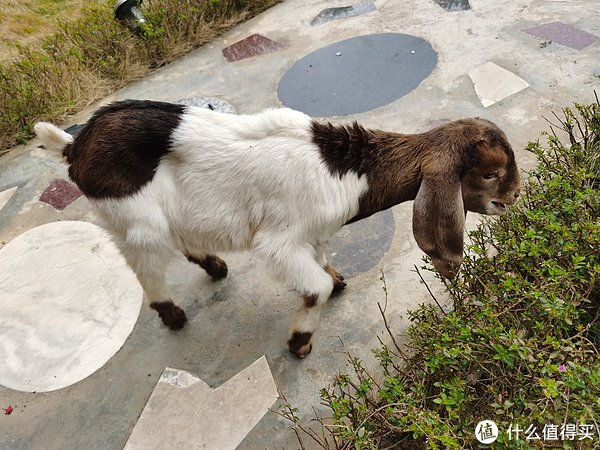 羊宝宝可爱又治愈,你心动了吗?