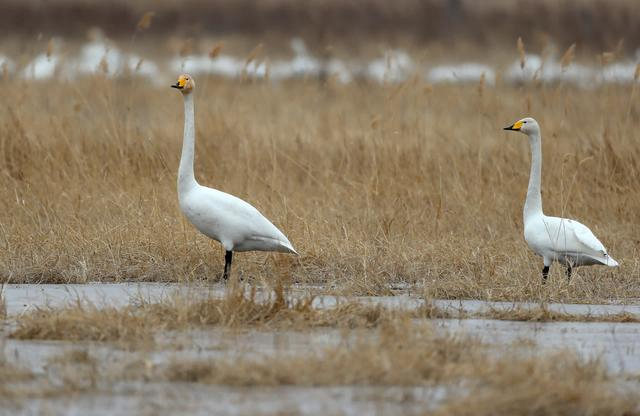 官厅水库的天鹅恋爱了,它们这样表达爱意__财经头条