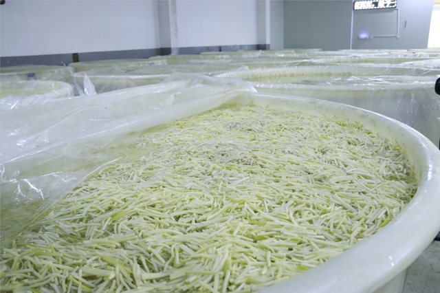 品质好的酸笋色泽金黄、口感爽脆。 摄影|李健全