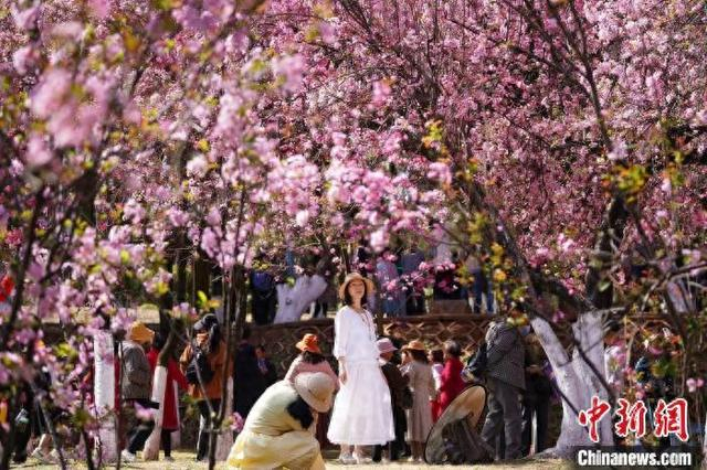 图为市民游客到昆明圆通山赏樱打卡。中新网记者刘冉阳摄