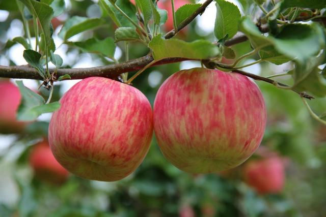 让人垂涎欲滴的丹巴“美人脆” 供图 丹巴县委宣传部