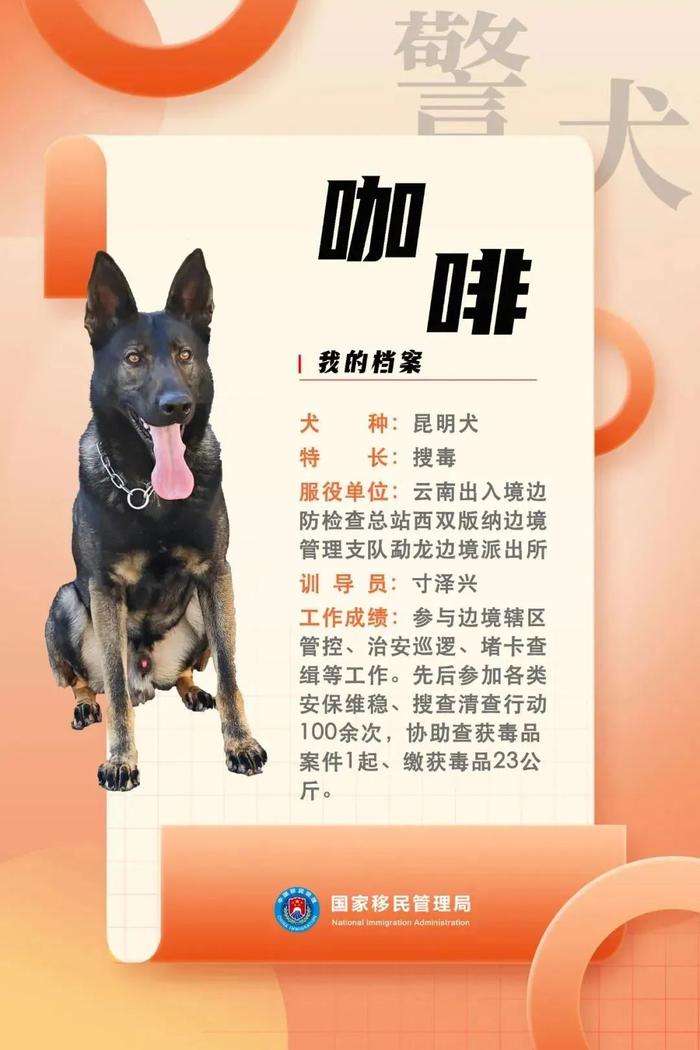 柯基警犬福仔亮相