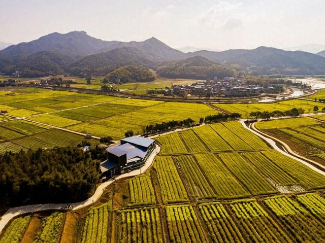 一村一景 | 七彩油菜好"丰"景|油菜|七彩|石陂镇_新浪新闻