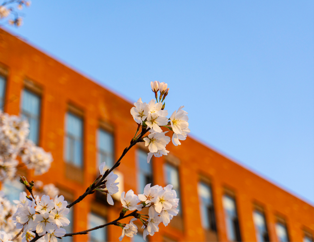 3月的武汉城市学院,藏不住(多图)!|垂丝海棠|樱花|玉兰花_新浪新闻