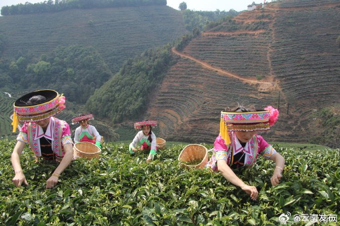 保山市昌宁县31万亩春茶抢"鲜"开采|保山市|云南省_新浪新闻