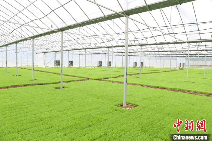 探访江西修水工厂化集中育秧中心 金色油菜花旁春耕备耕忙|江西省