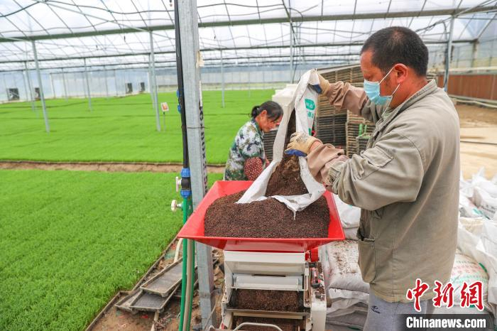探访江西修水工厂化集中育秧中心 金色油菜花旁春耕备耕忙|江西省