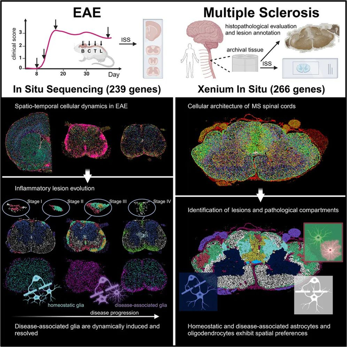 cell绘制多发性硬化症病变的单细胞时空图谱