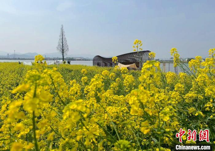 浙东运河畔千亩油菜花开 满目金黄吸引游人|浙东运河|油菜花|满目