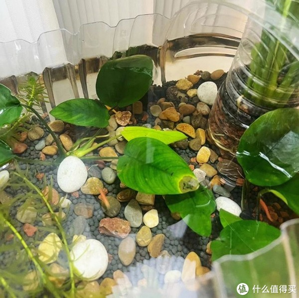 不要钱的"矿泉水桶"别扔,自制生态小鱼缸,摆在桌上,美了