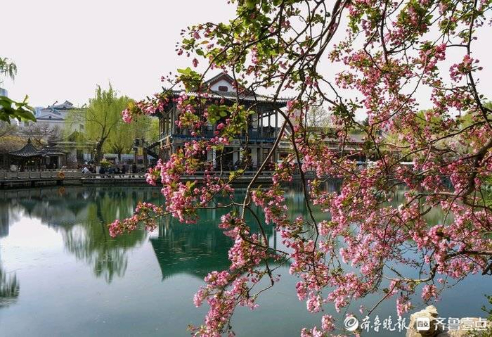 五龙潭景美海棠开