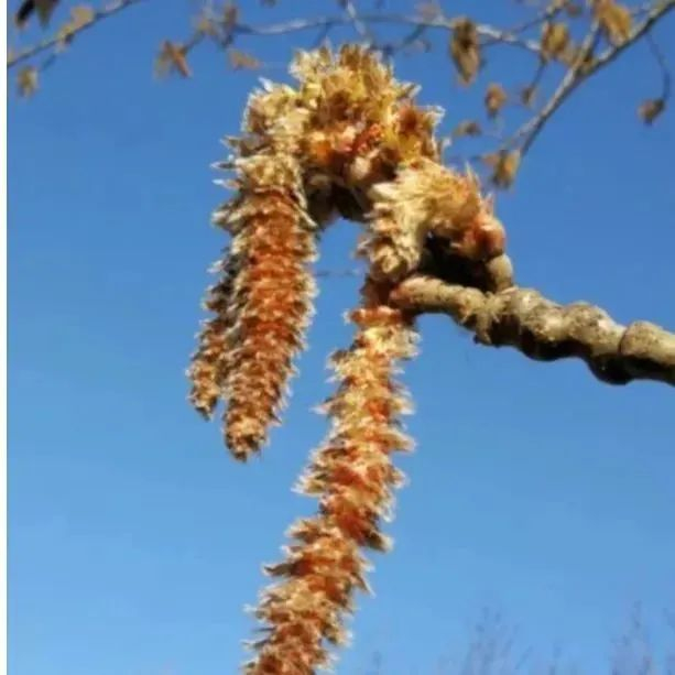 试试这4招,轻松预防花粉过敏|榆树|花粉|过敏_新浪新闻