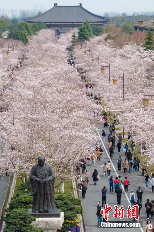 美哉古城扬州鉴真路樱花大道迎来最佳观赏期