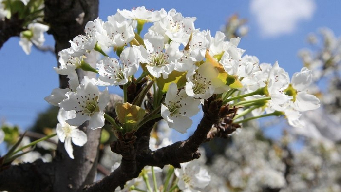 修文县折溪村:3000余亩金秋梨步入花季|梨花_新浪新闻