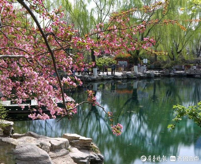 又是一年海棠花开,醉人的海棠已登场,在微风吹拂下,次第开放的海棠花