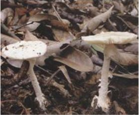 ▲左图/黄盖鹅膏白色变种 右图/黄盖鹅膏白色变种