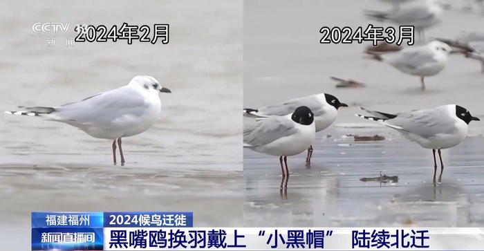 候鸟北归正当时保护湿地装上鸟脸识别