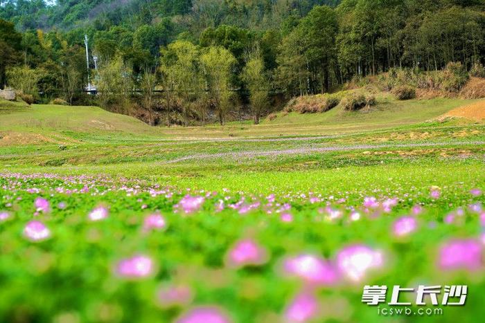 江西萍乡大草原图片