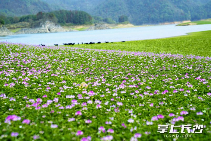 组图|宁乡这片"小草原",惊艳!__财经头条