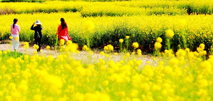 首山油菜花节图片