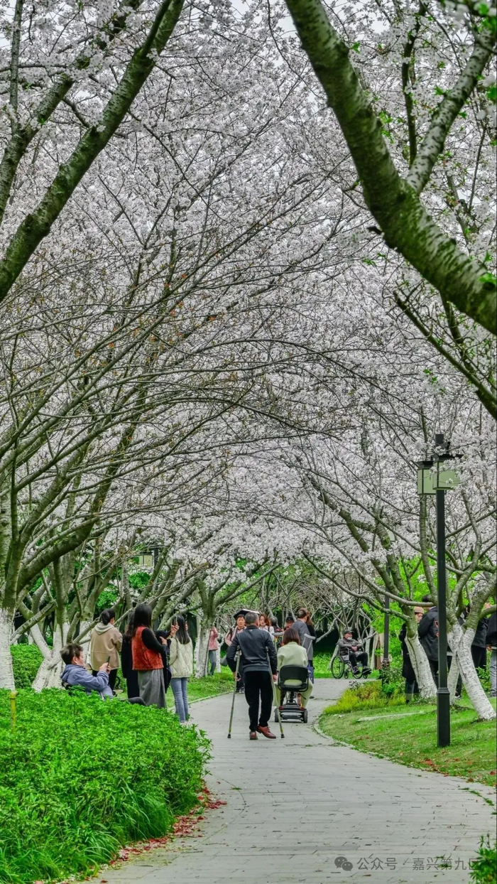 赏花天花板位置在这…|樱花|嘉兴|天花板_新浪新闻