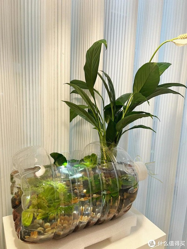自制生态小鱼缸,摆在桌上,美了|鱼缸|矿泉水瓶|矿泉水桶_新浪新闻