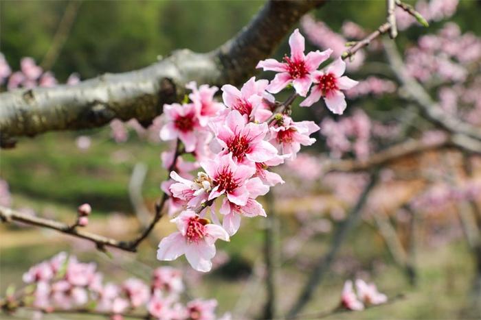 江西广昌 春日桃花始盛开