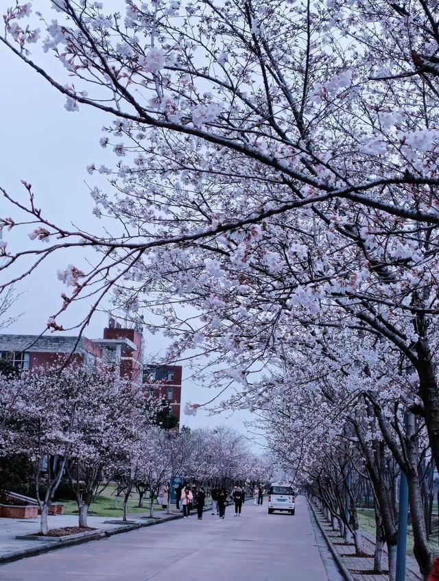 武昌城市学院图片