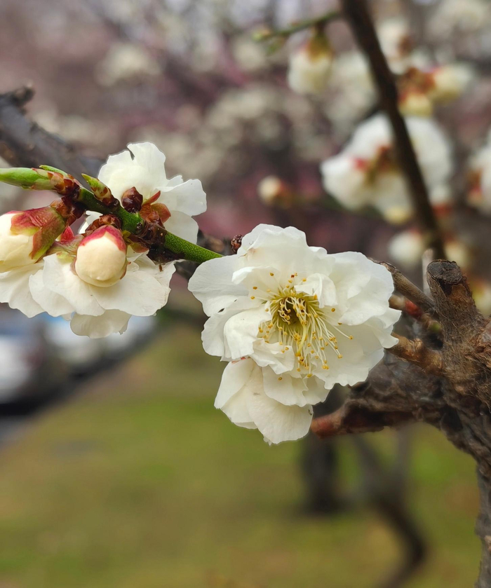 燕都新趣|何人妙手,点染京城梅花香|北京市_新浪新闻